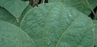 The whitish ‘dusting’ on this bean leaf is a layer of minerals deposited by borehole water in dry, windy weather. It can reduce chemical efficacy.