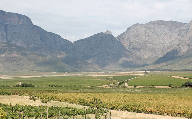 Excellent brandy grape harvest despite drought