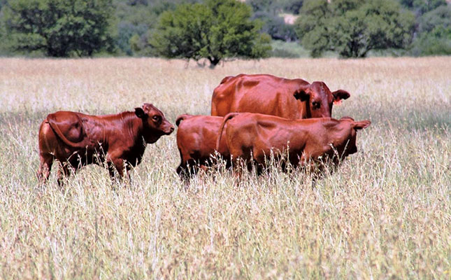 SAPS reports stock theft increase for latest reported period SAPS reports stock theft increase for latest reported period