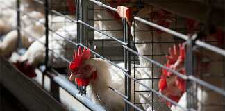 Rainbow Chicken to sell 13 KZN farms