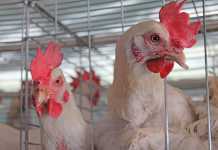 Zim poultry production shows 1% decline in 2016