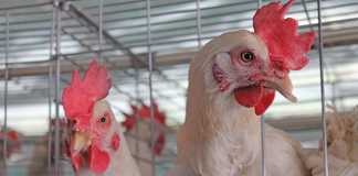 Zim poultry production shows 1% decline in 2016