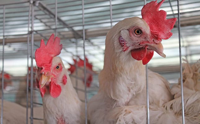 Zim poultry production shows 1% decline in 2016