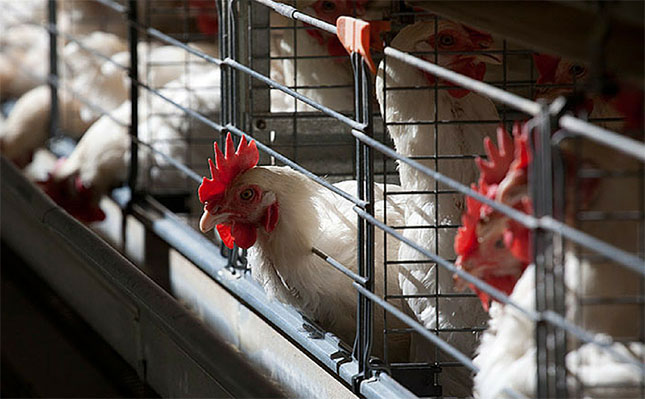Rainbow Chicken to sell 13 KZN farms