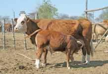 How to develop and manage a small beef cattle herd