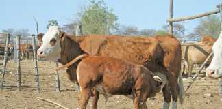 How to develop and manage a small beef cattle herd