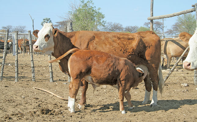 How to develop and manage a small beef cattle herd