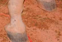 Does your horse suffer from thrush? Follow these guidelines