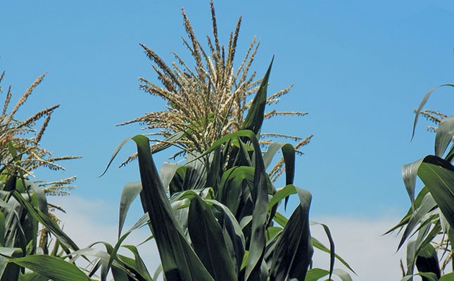 Fall army worm outbreak reported in Uganda Fall army worm outbreak reported in Uganda