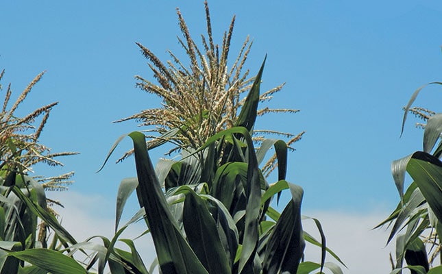 Fall army worm outbreak reported in Uganda