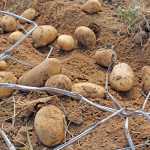 Fall armyworm spreads to Mpumalanga potato crops