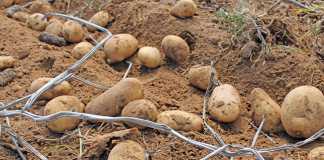 Fall armyworm spreads to Mpumalanga potato crops