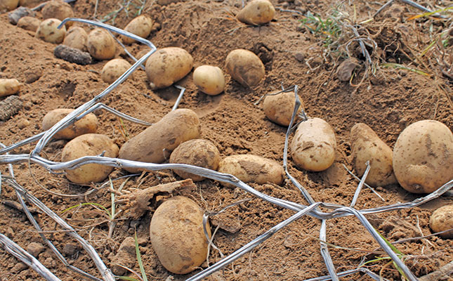 Fall armyworm spreads to Mpumalanga potato crops Fall armyworm spreads to Mpumalanga potato crops
