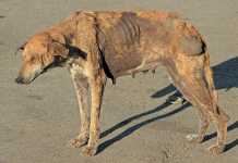 Animal health: rabies
