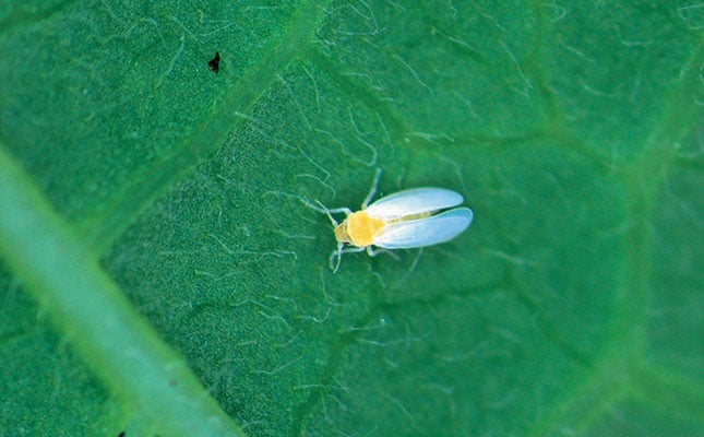 How to spray for whitefly