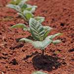 After planting, seedlings do not grow for about three weeks. Thereafter, they grow to about hip-height in a matter of weeks.