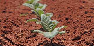 After planting, seedlings do not grow for about three weeks. Thereafter, they grow to about hip-height in a matter of weeks.