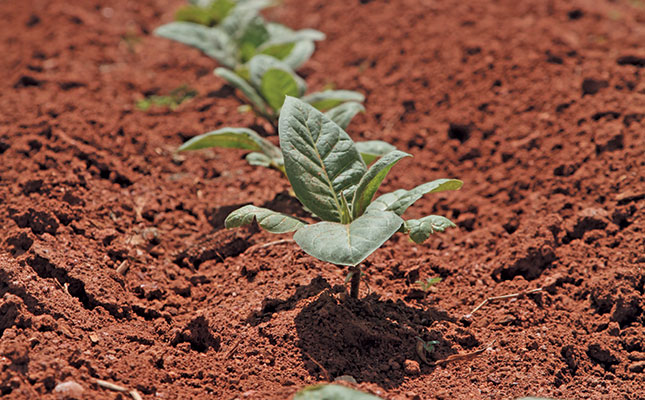 Great returns with tobacco, the ideal cash crop Great returns with tobacco, the ideal cash crop