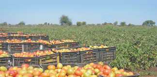 Schweppes Zimbabwe to invest in fruit-processing plant