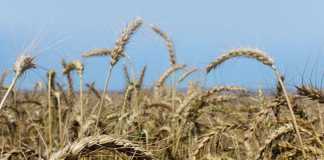 Agbiz upbeat about SA agricultural sector