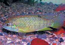 The rise and fall of ornamental fish culture
