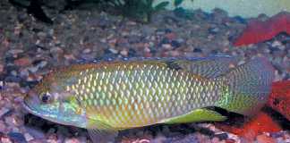 The rise and fall of ornamental fish culture