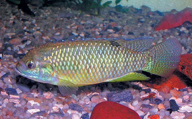 Exotic ornamental best sale fishes