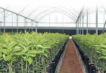 Innovation drives citrus nursery’s 450% production increase
