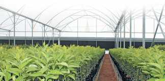 Innovation drives citrus nursery’s 450% production increase