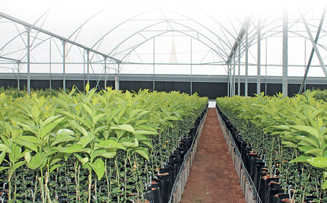 Innovation drives citrus nursery’s 450% production increase Innovation drives citrus nursery’s 450% production increase
