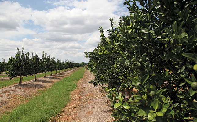 Western Cape drought – no crisis for citrus farmers