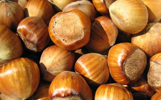 Vigorous growth predicted for global hazelnut market