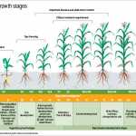 Maize growth stage