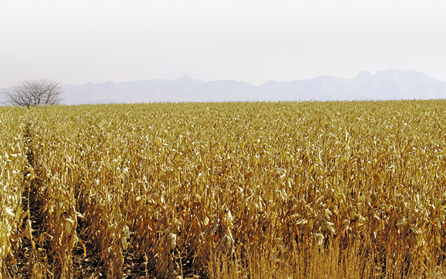 SA expected to regain net maize export status