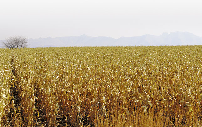 SA expected to regain net maize export status SA expected to regain net maize export status