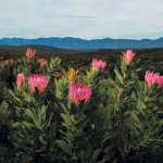 Study finds longer hot, dry summers threaten fynbos diversity