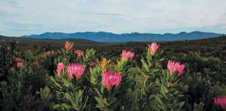 Study finds longer hot, dry summers threaten fynbos diversity