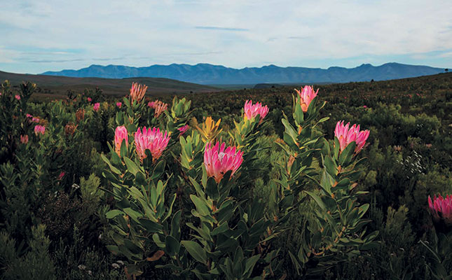 Study finds longer hot, dry summers threaten fynbos diversity