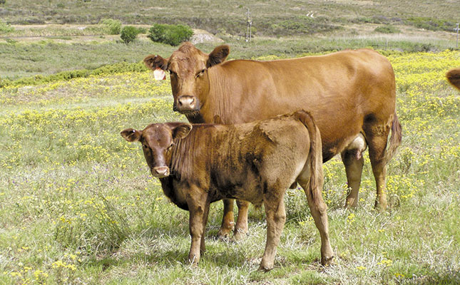 Western Cape Young Farmer finalists announced Western Cape Young Farmer finalists announced