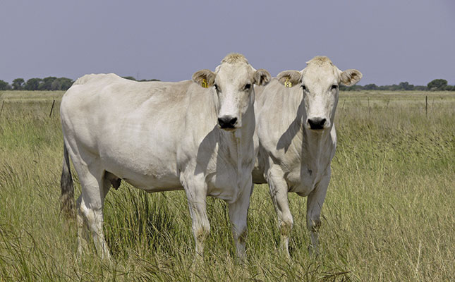 Zimbabwe plans to revive beef industry