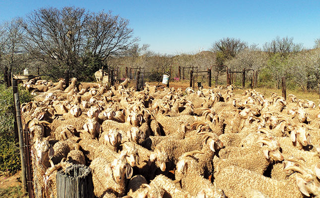SA leads fight against antimicrobial resistance SA leads fight against antimicrobial resistance