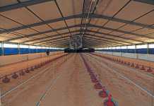 Poultry: choose the right bedding for better broilers