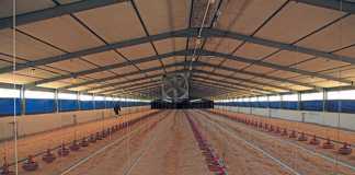 Poultry: choose the right bedding for better broilers