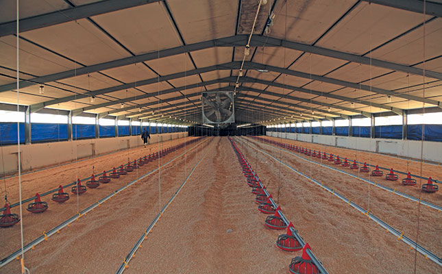 Poultry: choose the right bedding for better broilers