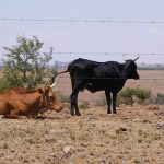 cattle in drought conditions