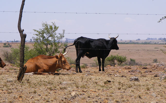 How to sustainably manage livestock after a drought