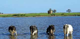 Biological farming ensures dairy farm’s success