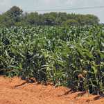 Maize production: Managing critical plant growth stages