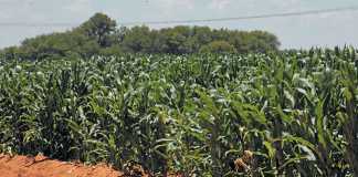 Maize production: Managing critical plant growth stages