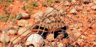 How to reduce tortoise electrocution mortalities